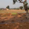 Organic plantation